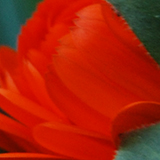 キンセンカの写真